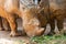 White rhinoceroses eating