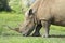 White rhinocerous feeding