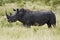 White rhinocerous grazing