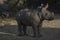 White rhinocerus Young calf at Pilanesberg National Park