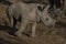 White rhinocerus Young calf at Pilanesberg National Park