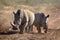 White rhinos