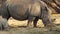 White rhinos family