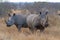 White Rhinos Grazing