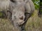 White rhinos grazing in Kruger Nationalpark