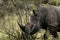 White rhinos in Kruger National Park in South Africa