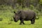 White rhinos in Kruger National Park in South Africa