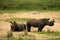 White rhinos in Kruger National Park in South Africa.