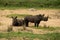 White rhinos in Kruger National Park in South Africa.