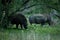 White rhinos in Kruger National Park in South Africa.