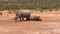 White rhinos in landscape. Standing and laying on dry ground. Bunches of green grass and bushes in background. Safari