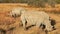 White Rhinos in Nakuru Park