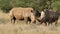 White rhinos in natural habitat