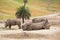 White Rhinos at Safari Park