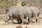 White Rhinos Three from Behind