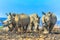 White rhinos in Umfolozi