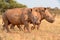 White Rhinos Walking