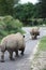 White Rhinos Walking Away