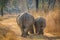 White rhinos walking on the road