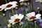 White Rhodanthemum hosmariense Casablanca is a hybrid from the Atlas Daisy Series