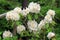 White Rhododendron