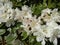 White Rhododendron