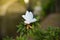 White Rhododendron arboreum