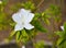 White Rhododendron arboreum
