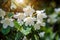 White rhododendron blooms