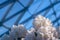 White rhododendron blossom in Zaryadye park in Moscow   under  glass roof  -  american Project