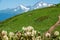 White rhododendron blossoms and high mountains with snowy peaks