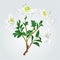 White rhododendron branch vintage vector