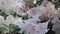 White rhododendron bushes in bloom with pink centers