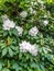White Rhododendron Clusters