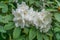 White Rhododendron Clusters 2