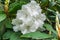 White Rhododendron Clusters 3