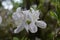 White Rhododendron Flowers Blossom Bunch