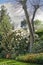 White Rhododendron flowers growing in a garden in spring. Pretty flower bush thriving in a backyard surrounded by trees