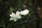 White rhododendron flowers in spring arboretum