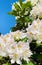 White Rhododendron flowers in springtime. Rhododendron wardii.