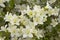 White Rhododendron simsii flowers and grean leafs