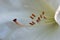 White Rhododendron Stamen and Anthers