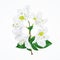 White rhododendron twig mountain shrub vintage vector