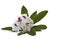 White Rhododendron - Washington State Flower