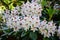 White rhododendrons with burgundy spots in the middle of the flowers