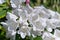 White rhododendrons close-up. Delicate white azalea Rhododendron flowers. Landscape design.