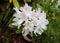 White rhododendrons. Kaliningrad region, Russia.