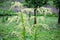 White rhubarb flower blossom in the garden