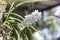 White Rhynchostylis coelestis is a wild orchid of Thailand hanging on tree.