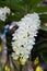 White Rhynchostylis gigantea orchid flower